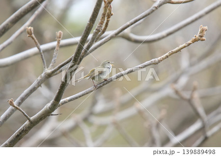 ウグイス 鶯 春告鳥 北海道の野鳥 ウグイス 鶯 春告鳥 北海道の野鳥 139889498