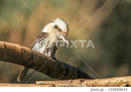 Laughing Kookaburra 139889643