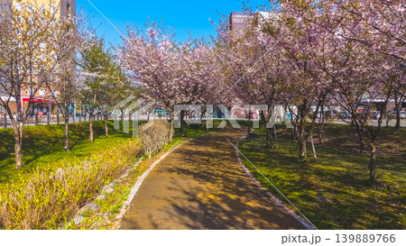April 26 2026 Shin Hakodate Hokuto Cherry Blossom Park Path 139889766