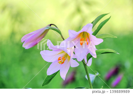 美しい百合の花 美しい百合の花 139889989