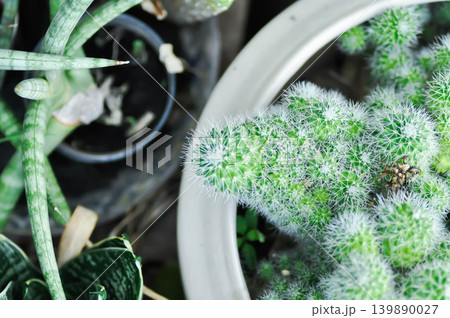 Mammillaria Spinosissima cv Un Pico f Montrose, Mammillaria Spinosissima or Mammillaria or cactus or succulent Mammillaria Spinosissima cv Un Pico f Montrose, Mammillaria Spinosissima or Mammillaria or cactus or succulent 139890027