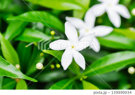Crape Jasmine ,apocynaceae or Tabernaemontana divaricata or white flower 139890034