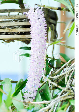 Rhynchostylis retusa L Blume or orchid, ORCHIDACEAE or purple and white flower or purple and white orchid or Rhynchostylis retusa Rhynchostylis retusa L Blume or orchid, ORCHIDACEAE or purple and white flower or purple and white orchid or Rhynchostylis retusa 139890045