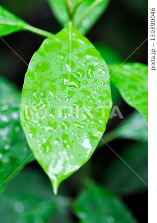 Persea americana Mill or Avocado, Lauraceae or Persea gratissima or avocado plant and rain droplet Persea americana Mill or Avocado, Lauraceae or Persea gratissima or avocado plant and rain droplet 139890046