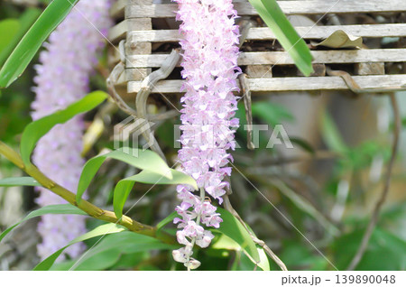 Rhynchostylis retusa L Blume or orchid, ORCHIDACEAE or purple and white flower or purple and white orchid or Rhynchostylis retusa Rhynchostylis retusa L Blume or orchid, ORCHIDACEAE or purple and white flower or purple and white orchid or Rhynchostylis retusa 139890048