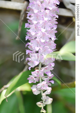 Rhynchostylis retusa L Blume or orchid, ORCHIDACEAE or purple and white flower or purple and white orchid or Rhynchostylis retusa Rhynchostylis retusa L Blume or orchid, ORCHIDACEAE or purple and white flower or purple and white orchid or Rhynchostylis retusa 139890051