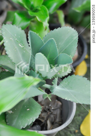 crassulaceae, Kalanchoe hybrid or Mother of Thousands or Kalanchoe or succulent crassulaceae, Kalanchoe hybrid or Mother of Thousands or Kalanchoe or succulent 139890058