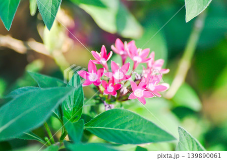 Pentas lanceolata , Egyptian star cluster or RUBIACEAE or Egyptian starcluster or Starflower or pink flower Pentas lanceolata , Egyptian star cluster or RUBIACEAE or Egyptian starcluster or Starflower or pink flower 139890061
