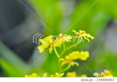 yellow oncidium orchid or yellow orchid flower or Oncidium sp or ORCHIDACEAE or yellow flower yellow oncidium orchid or yellow orchid flower or Oncidium sp or ORCHIDACEAE or yellow flower 139890063