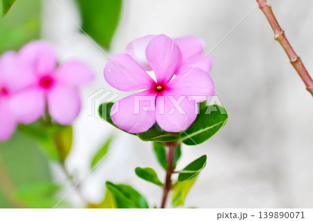 Catharanthus roseus G Don ,APOCYNACEAE or Madagascar periwinkle or Vinca or Old maid or pink flower 139890071