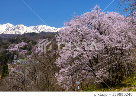 長野県上水内郡小川村　高台の一本桜とオオヤマザクラやエドヒガンが咲く二反田の桜と残雪の北アルプス遠景 139890240