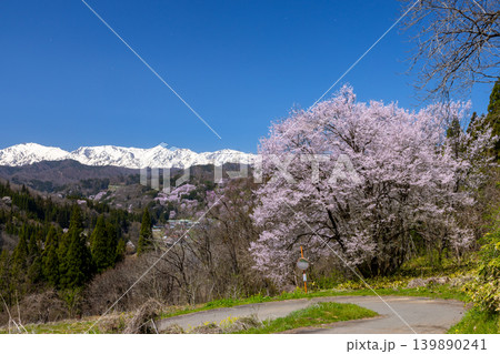 長野県上水内郡小川村　高台の一本桜とオオヤマザクラやエドヒガンが咲く二反田の桜と残雪の北アルプス遠景 139890241