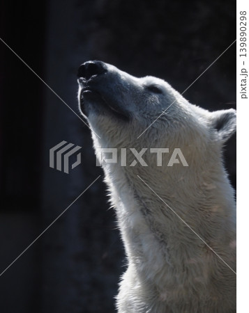 白熊 動物 白熊 動物 139890298