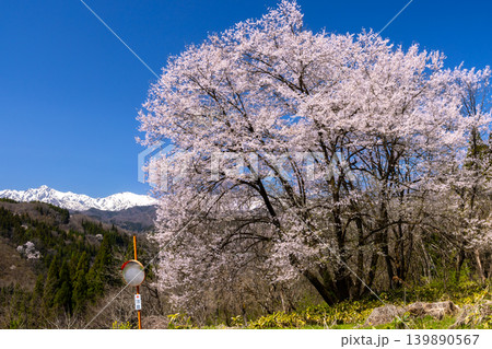 長野県上水内郡小川村高府　高台の一本桜と残雪の北アルプス五竜岳などの遠景 139890567