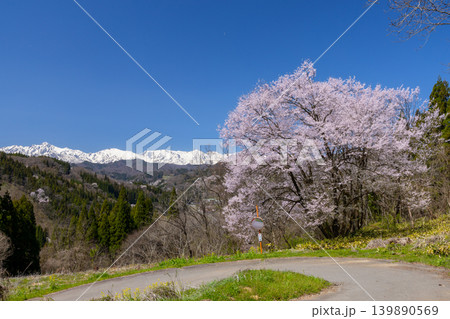 長野県上水内郡小川村高府 高台の一本桜と残雪の北アルプス五竜岳などの遠景 長野県上水内郡小川村高府 高台の一本桜と残雪の北アルプス五竜岳などの遠景 139890569