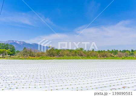 (長野県)野辺山高原 野菜畑 白いマルチシート (長野県)野辺山高原 野菜畑 白いマルチシート 139890581