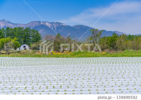 (長野県)野辺山高原 野菜畑 白いマルチシート (長野県)野辺山高原 野菜畑 白いマルチシート 139890582