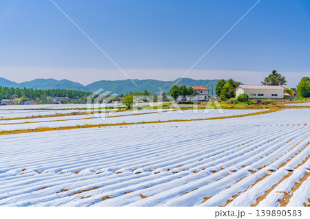 （長野県）野辺山高原　野菜畑　白いマルチシート 139890583
