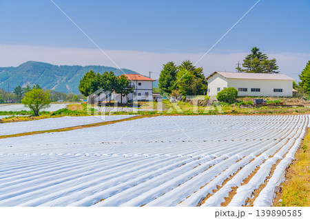 （長野県）野辺山高原　野菜畑　白いマルチシート 139890585
