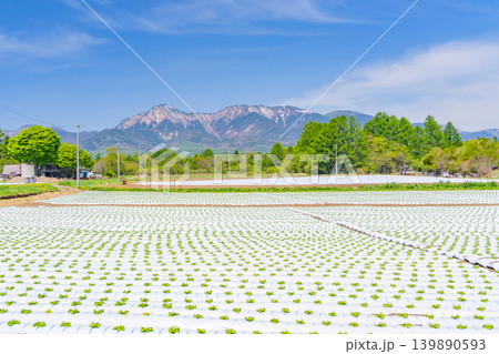 （長野県）野辺山高原　野菜畑　白いマルチシート 139890593