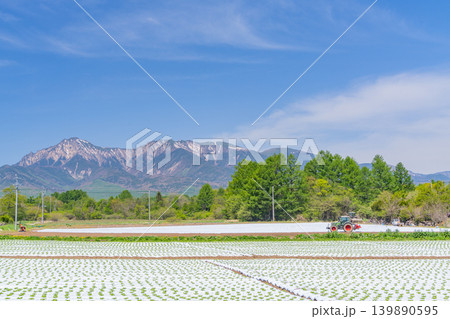 (長野県)野辺山高原 野菜畑 白いマルチシート (長野県)野辺山高原 野菜畑 白いマルチシート 139890595