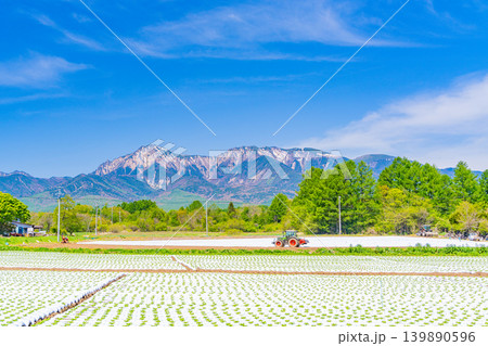 （長野県）野辺山高原　野菜畑　白いマルチシート 139890596