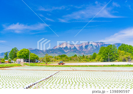 (長野県)野辺山高原 野菜畑 白いマルチシート (長野県)野辺山高原 野菜畑 白いマルチシート 139890597