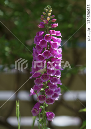 春の庭で鮮やかに咲くユニークな花ジギタリス 春の庭で鮮やかに咲くユニークな花ジギタリス 139890628