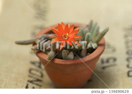 鮮やかなオレンジ色の花を咲かせた小さな鉢植えの白檀 鮮やかなオレンジ色の花を咲かせた小さな鉢植えの白檀 139890629