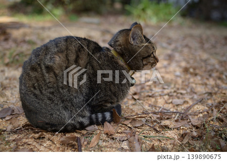 枯れた芝生の上のキジトラ猫 枯れた芝生の上のキジトラ猫 139890675