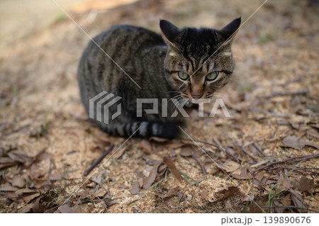 枯れた芝生の上のキジトラ猫 枯れた芝生の上のキジトラ猫 139890676
