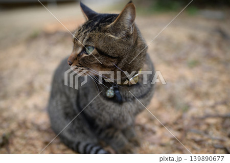枯れた芝生の上のキジトラ猫 139890677