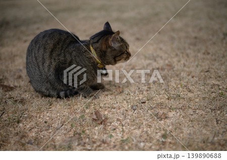 枯れた芝生の上のキジトラ猫 139890688