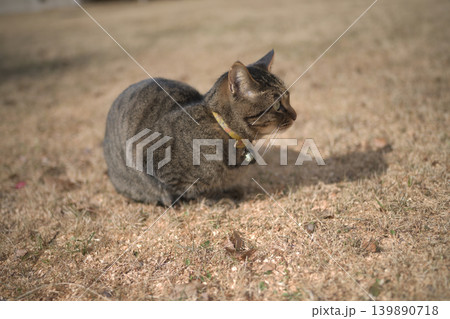 枯れた芝生の上のキジトラ猫 枯れた芝生の上のキジトラ猫 139890718