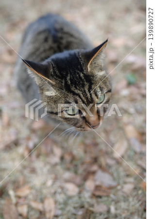 枯れた芝生の上のキジトラ猫 枯れた芝生の上のキジトラ猫 139890727