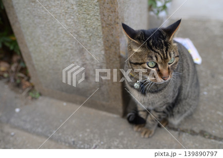 散歩中のキジトラ猫 散歩中のキジトラ猫 139890797