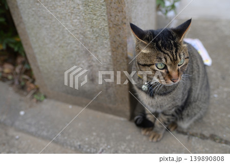 散歩中のキジトラ猫 散歩中のキジトラ猫 139890808
