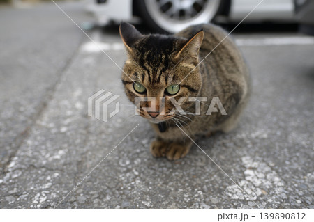 散歩中のキジトラ猫 散歩中のキジトラ猫 139890812