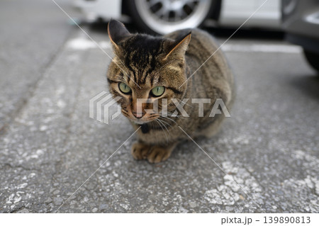 散歩中のキジトラ猫 139890813