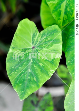 Colocasia Lemon Lime Gecko or Colocasia esculenta, Lemon Lime Gecko or Colocasia plant or bicolor plant Colocasia Lemon Lime Gecko or Colocasia esculenta, Lemon Lime Gecko or Colocasia plant or bicolor plant 139890955