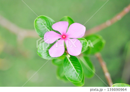 Catharanthus roseus G Don ,APOCYNACEAE or Madagascar periwinkle or Vinca or Old maid or pink flower Catharanthus roseus G Don ,APOCYNACEAE or Madagascar periwinkle or Vinca or Old maid or pink flower 139890964