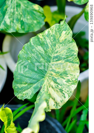 Alocasia, Alocasia macrorrhizos or Alocasia plant or bicolor alocasia or white and green leaf or yellow and green leaf or bicolor plant 139890968