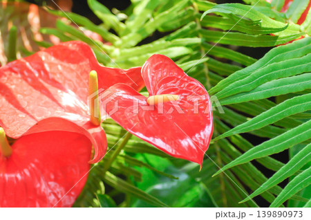 Anthurium sp, Flamingo Flower, Tailflower or Anthurium or ARACEAE or red flower 139890973