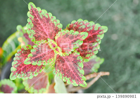 Coleus, Labiatae or Lamiaceae or Painted Nettle or Plectranthus scutellarioides or Solenostemon scutellarioides or bicolor plant or red and green leaf Coleus, Labiatae or Lamiaceae or Painted Nettle or Plectranthus scutellarioides or Solenostemon scutellarioides or bicolor plant or red and green leaf 139890981