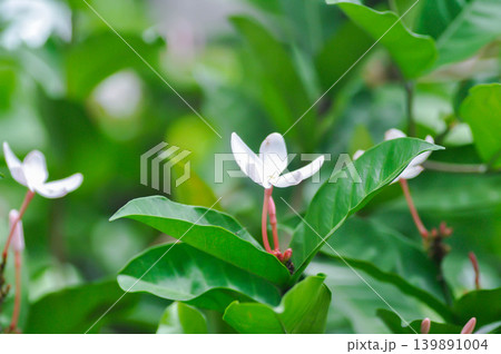 Kopsia rosea, Apocynaceae or white flower or pink flower 139891004