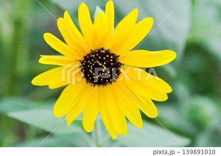 Sunflower, Asteraceae or Helianthus annuus L or yellow flower 139891010