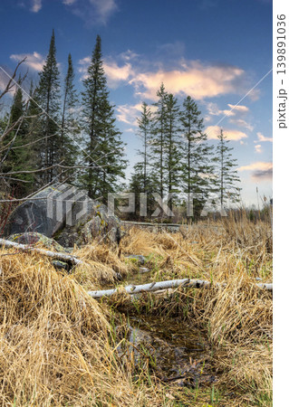 Northern Wetland Forest at Sunset Northern Wetland Forest at Sunset 139891036