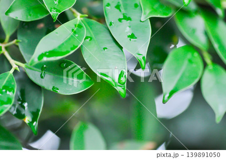 banyan tree or Ficus annulata or ficus bengalensis and rain drop banyan tree or Ficus annulata or ficus bengalensis and rain drop 139891050