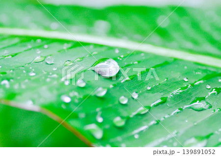 banana leaf or banana plant, banana tree or banana leaf and rain droplet 139891052