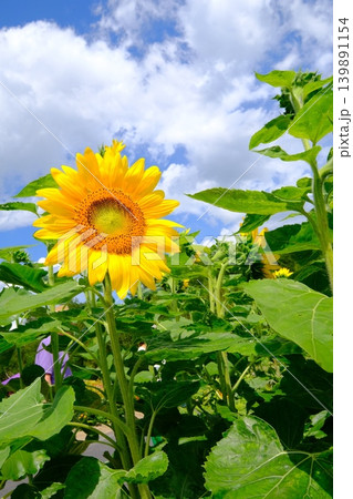 夏の花といえばヒマワリ 139891154
